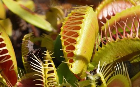 Saving the Venus fly trap