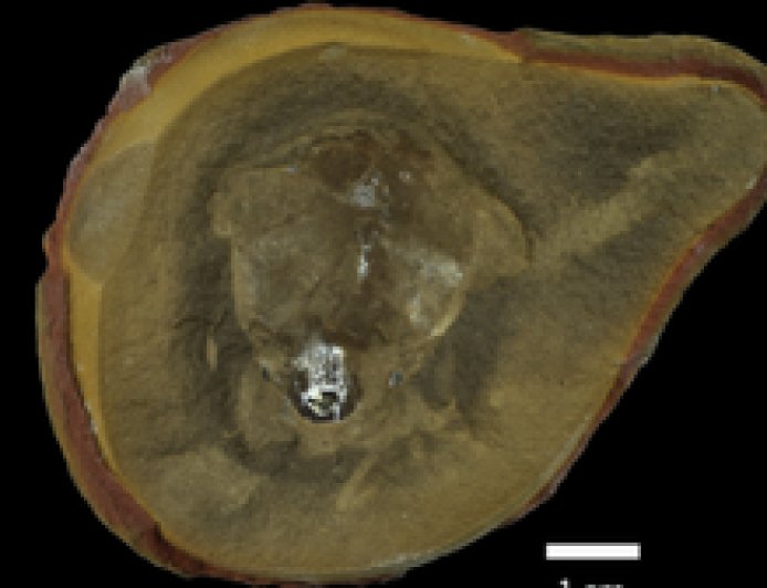 Creature thought to be world's oldest octopus isn't an octopus after all