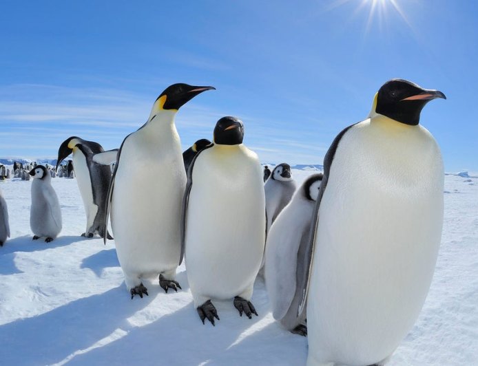 Emperor penguins listed as endangered species