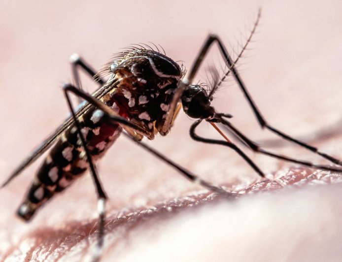 Flight Path Data Shows How Mosquitoes Target Humans