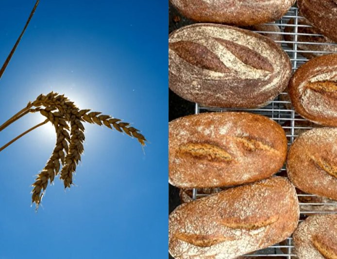 Breeding a better bread