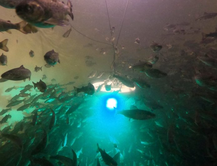 Salmon exposed to cocaine swim almost twice as far, study shows