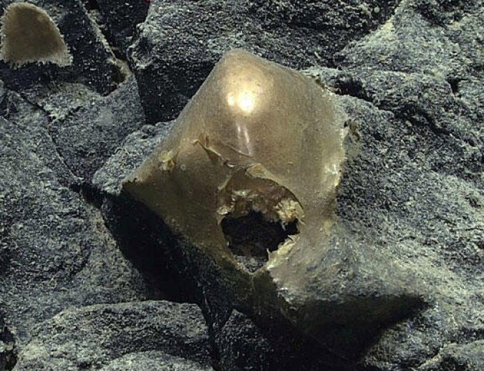 Mysterious "golden orb" found in deep sea in 2023 is finally identified