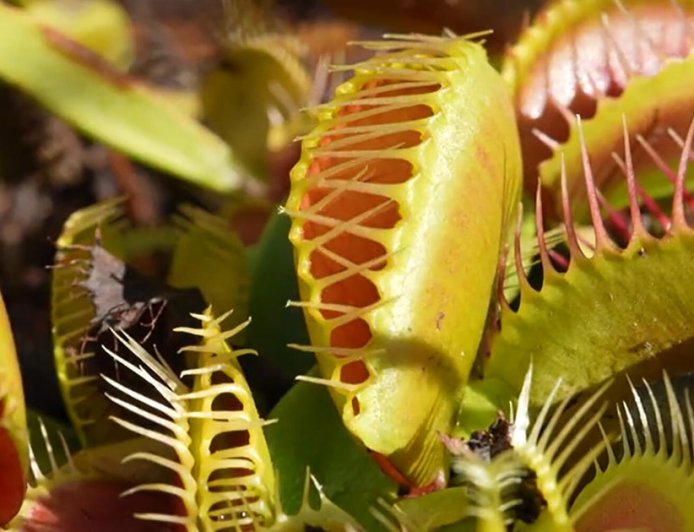 Saving the Venus fly trap
