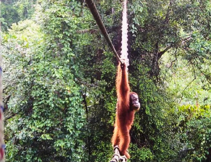 In a first, endangered orangutan seen using canopy bridge to cross road