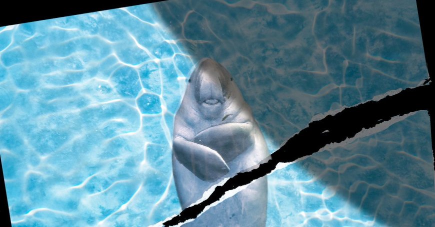 Marine Animals in the Strait of Hormuz Don’t Get a Ceasefire