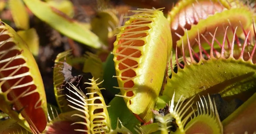 Saving the Venus fly trap
