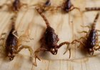 Venom and Hot Peppers Offer a Key to Killing Resistant Bacteria