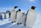 Emperor penguins in focus as Antarctica talks start in Japan
