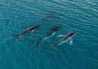2 humpback whales swam record-breaking distance, photos reveal