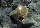 A 'Golden Orb' on the Ocean Floor Came From a Mysterious Animal