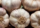 Why Garlic Repels Mosquitoes and Keeps Them From Breeding