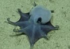 New species of blue octopus discovered 5,900 feet underwater