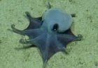 A New Species of Tiny Octopus Was Discovered in the Galápagos Islands