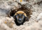 Millions of Bees Have Thrived Under a New York Cemetery for More Than a Century