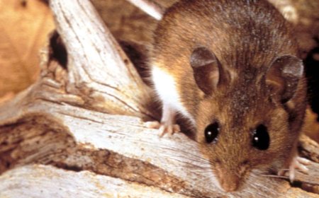 Why the Hantavirus Cruise Ship Outbreak Isn’t Likely to Become a Global Crisis