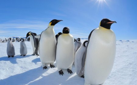 Emperor penguins in focus as Antarctica talks start in Japan