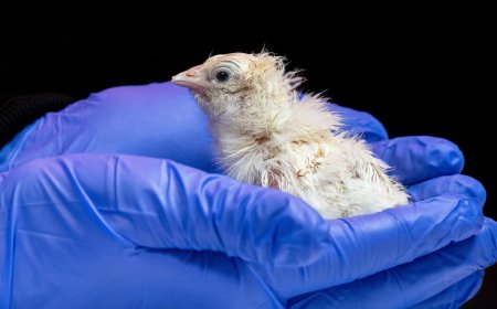 Live chicks hatched from artificial eggshell, biotech company says