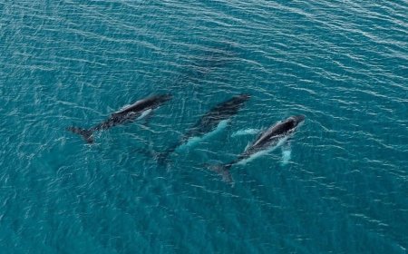2 humpback whales swam record-breaking distance, photos reveal