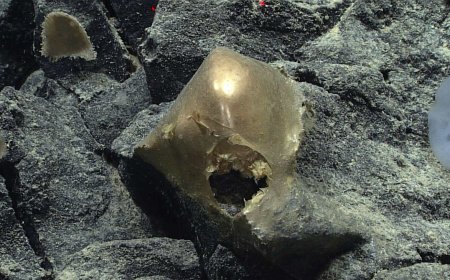 A 'Golden Orb' on the Ocean Floor Came From a Mysterious Animal