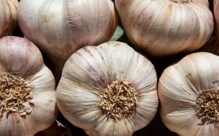 Why Garlic Repels Mosquitoes and Keeps Them From Breeding