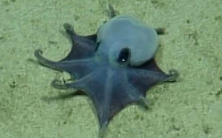 A New Species of Tiny Octopus Was Discovered in the Galápagos Islands