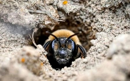 Millions of Bees Have Thrived Under a New York Cemetery for More Than a Century