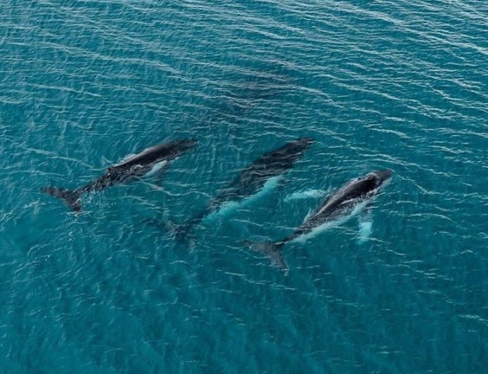 2 humpback whales swam record-breaking distance, photos reveal