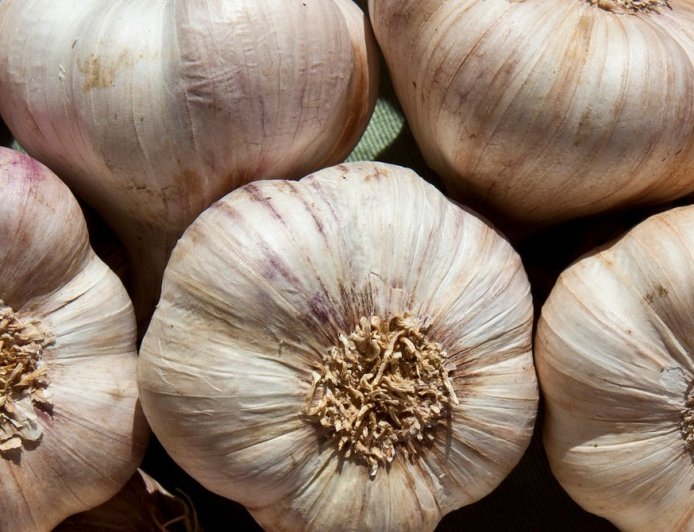 Why Garlic Repels Mosquitoes and Keeps Them From Breeding