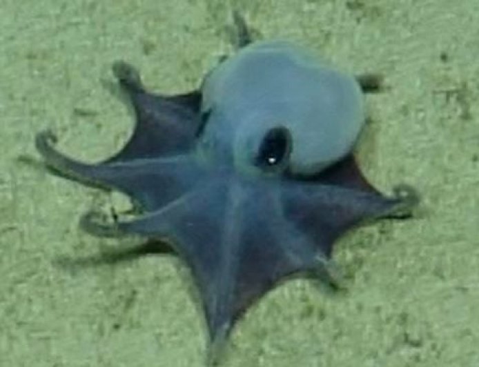 A New Species of Tiny Octopus Was Discovered in the Galápagos Islands