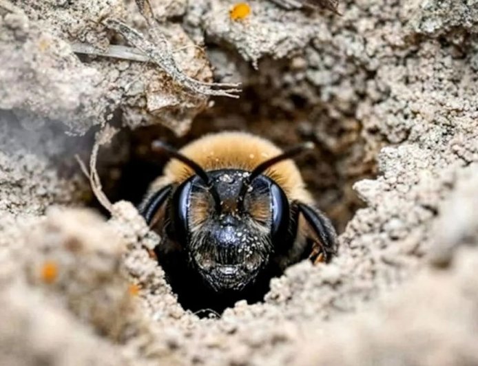 Millions of Bees Have Thrived Under a New York Cemetery for More Than a Century