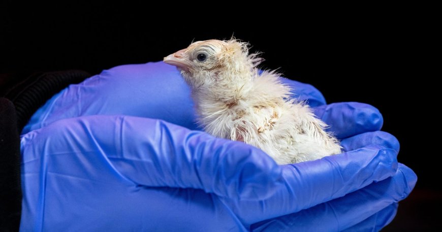 Live chicks hatched from artificial eggshell, biotech company says