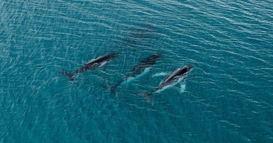 2 humpback whales swam record-breaking distance, photos reveal