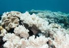 El Niño could bring more widespread coral bleaching, NOAA warns