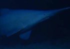 Goblin shark seen alive in natural deep-sea habitat for the first time