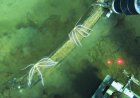 World's largest whale graveyard found by sub at bottom of ocean