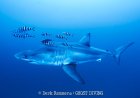 Great white shark captured on video in Mediterranean in rare sighting