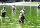 Why the Reflecting Pool Is Full of Algae After Trump's Renovation