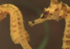 Seahorses and seadragons, some of Nature's most curious creatures