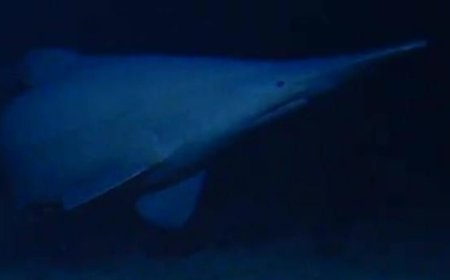 Goblin shark seen alive in natural deep-sea habitat for the first time