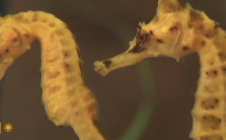 Seahorses and seadragons, some of Nature's most curious creatures