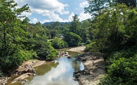 The ‘Parasite of Parasites’ Has Been Discovered in the Tropical Forests of Borneo