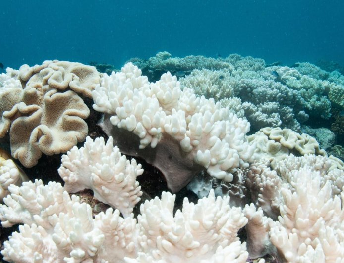 El Niño could bring more widespread coral bleaching, NOAA warns