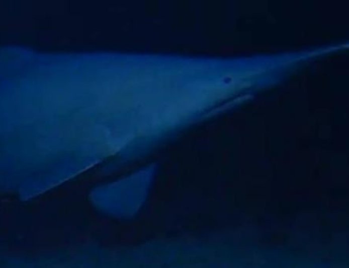 Goblin shark seen alive in natural deep-sea habitat for the first time