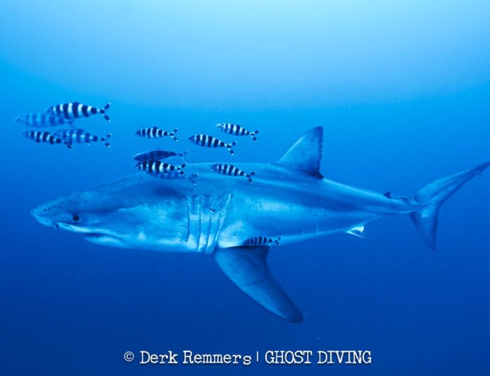 Great white shark captured on video in Mediterranean in rare sighting