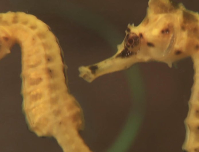 Seahorses and seadragons, some of Nature's most curious creatures