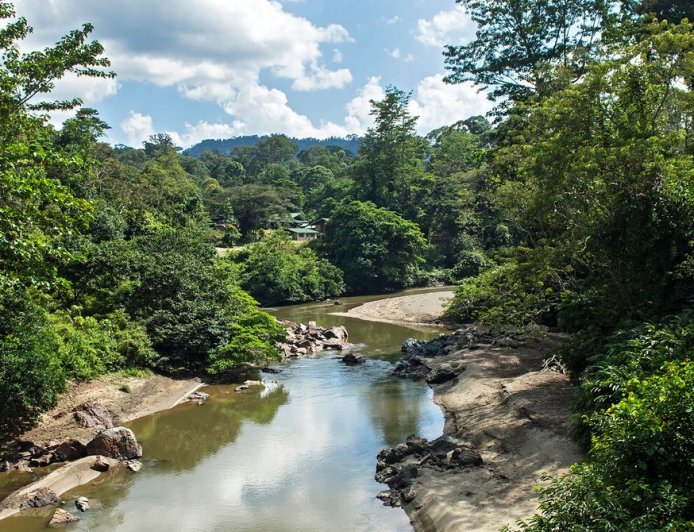 The ‘Parasite of Parasites’ Has Been Discovered in the Tropical Forests of Borneo