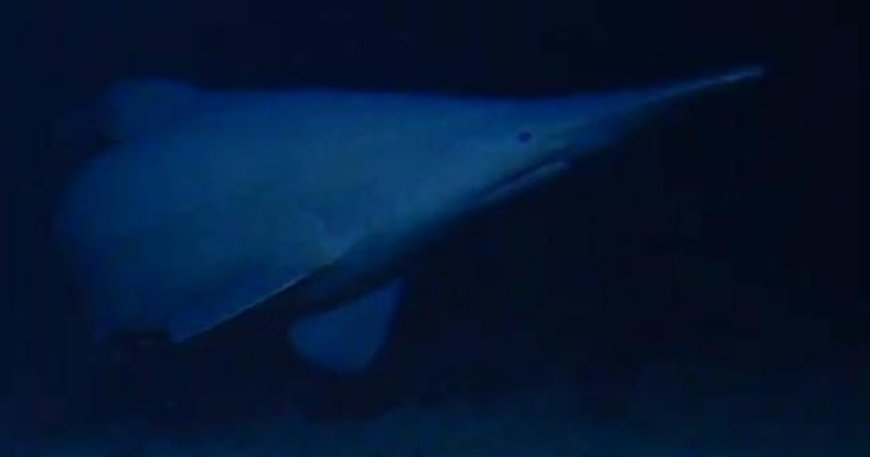 Goblin shark seen alive in natural deep-sea habitat for the first time