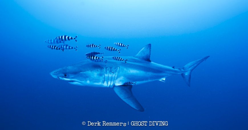 Great white shark captured on video in Mediterranean in rare sighting