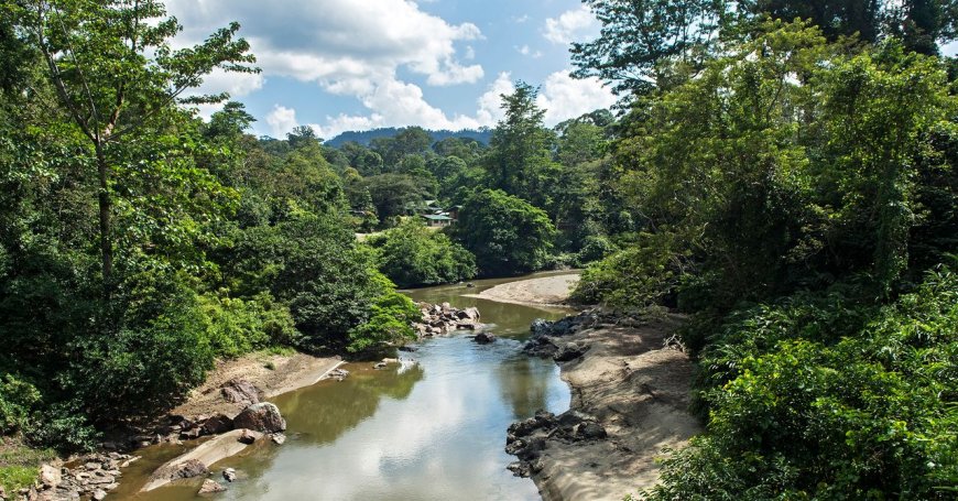 The ‘Parasite of Parasites’ Has Been Discovered in the Tropical Forests of Borneo